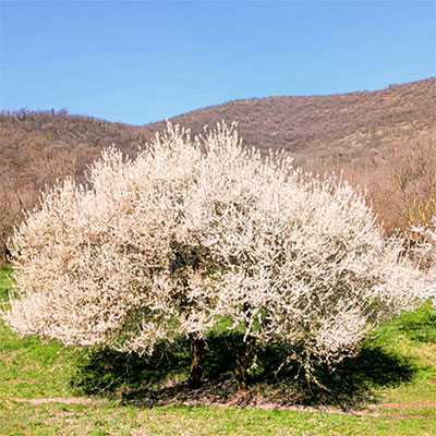 La fioritura del pruno selvatico